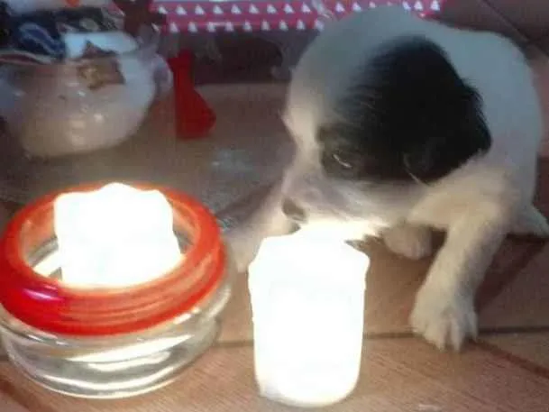 Cachorro ra a  idade Abaixo de 2 meses nome N tem ainda