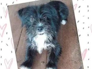 Cachorro raça Srd idade 2 a 6 meses nome Filhota
