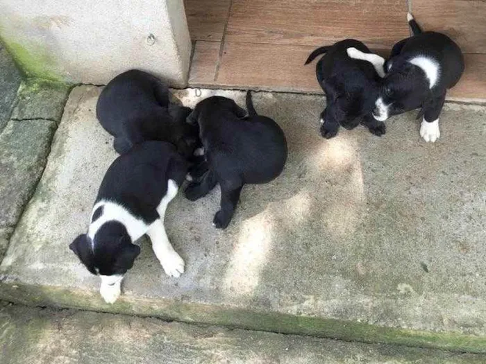 Cachorro ra a Fila com  viralata idade Abaixo de 2 meses nome Bingo