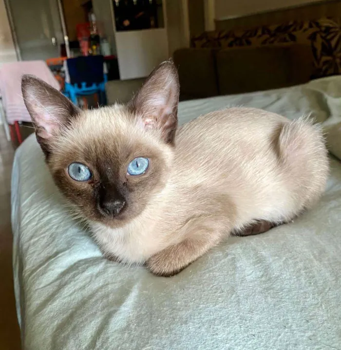 Gato ra a SRD idade 2 a 6 meses nome Maria Cecília (Ciça)