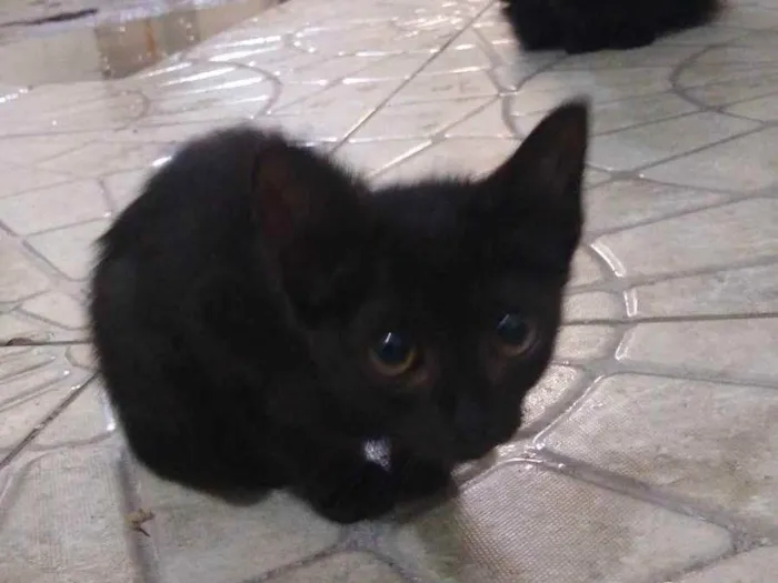 Gato raça  idade Abaixo de 2 meses nome .