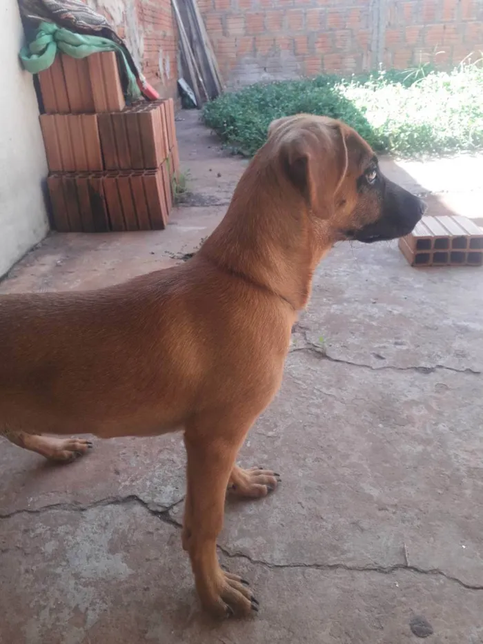 Cachorro ra a Vira lata  idade 2 a 6 meses nome Camilo 