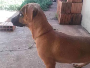 Cachorro raça Vira lata  idade 2 a 6 meses nome Camilo 