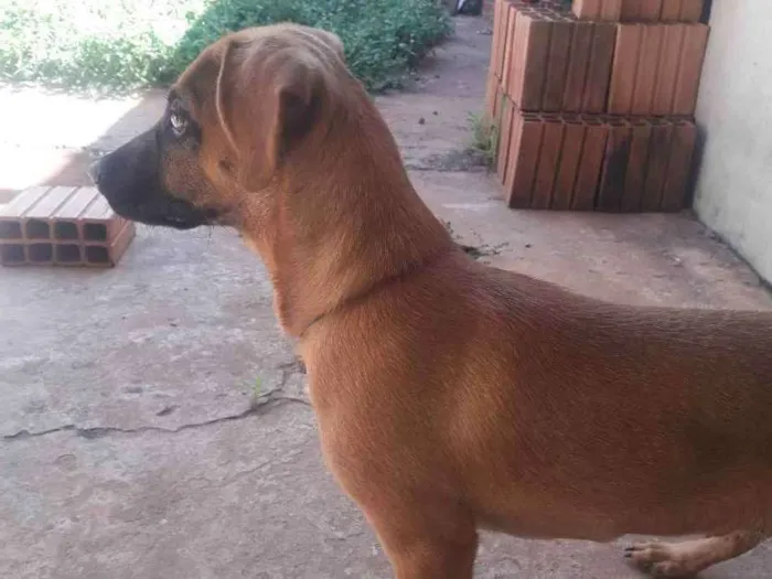 Cachorro ra a Vira lata  idade 2 a 6 meses nome Camilo 