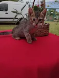 Miguel