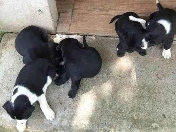 Cachorro ra a Fila com  viralata idade Abaixo de 2 meses nome Bingo