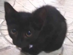 Gato raça  idade Abaixo de 2 meses nome .