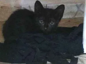 Gato raça  idade Abaixo de 2 meses nome .