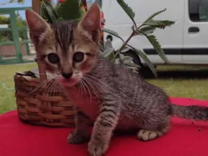 Gato raça Srd idade Abaixo de 2 meses nome Miguel 