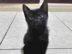 Gato raça Srd idade Abaixo de 2 meses nome Monalisa 