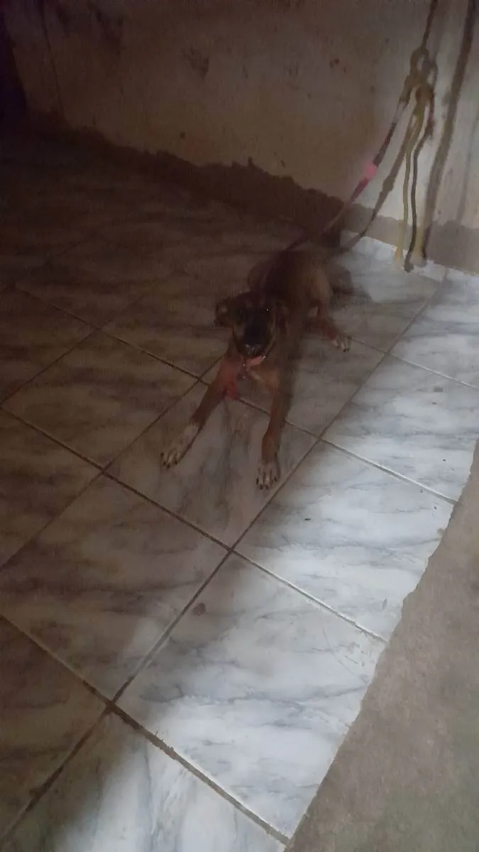 Cachorro ra a Misturada idade 2 a 6 meses nome Lunna