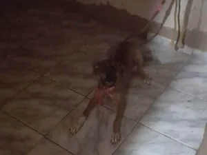 Cachorro raça Misturada idade 2 a 6 meses nome Lunna