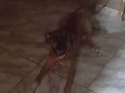 Cachorro ra a Misturada idade 2 a 6 meses nome Lunna