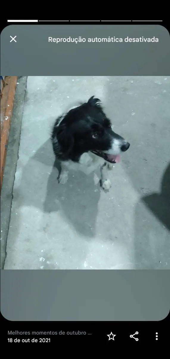 Cachorro ra a Borden collie  idade 5 anos nome Mel