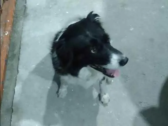 Cachorro ra a Borden collie  idade 5 anos nome Mel