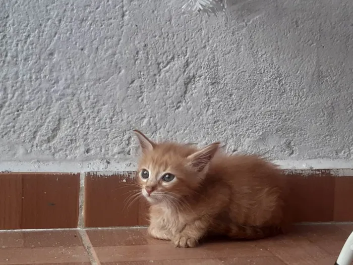 Gato ra a  idade 2 a 6 meses nome A procura