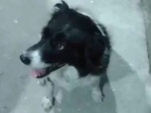 Cachorro raça Borden collie  idade 5 anos nome Mel