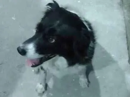 Cachorro ra a Borden collie  idade 5 anos nome Mel