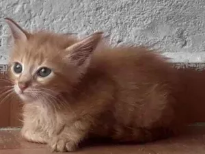Gato raça  idade 2 a 6 meses nome A procura