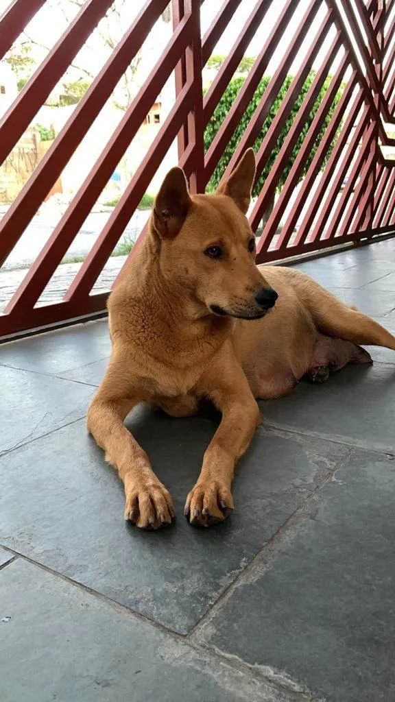 Cachorro ra a Vira Lata idade 2 anos nome Menina