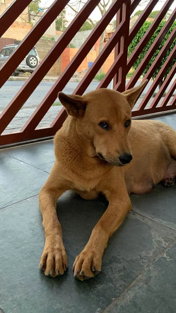 Cachorro ra a Vira Lata idade 2 anos nome Menina