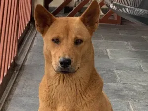 Cachorro raça Vira Lata idade 2 anos nome Menina