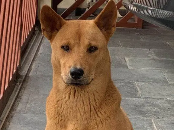 Cachorro ra a Vira Lata idade 2 anos nome Menina