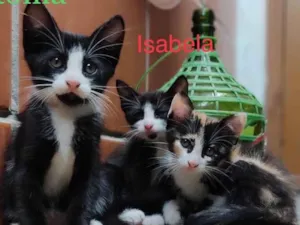 Gato raça Srd idade Abaixo de 2 meses nome Antonia/Isabela 