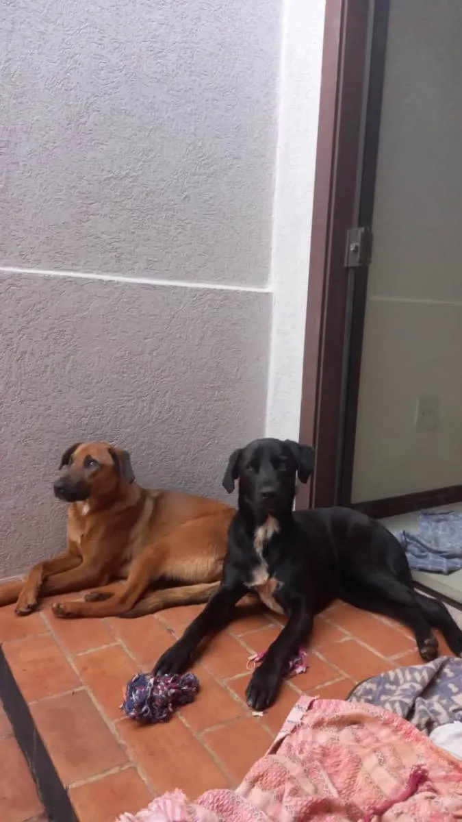 Cachorro ra a Sem raça definida  idade 2 anos nome Macabea e Macunaíma 