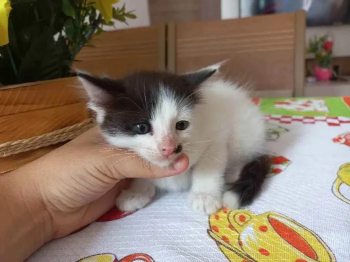 Gato ra a Vira lata idade Abaixo de 2 meses nome Sem nome