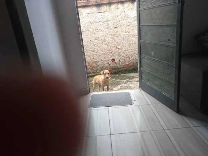 Cachorro ra a Labrador  idade 7 a 11 meses nome Pipo