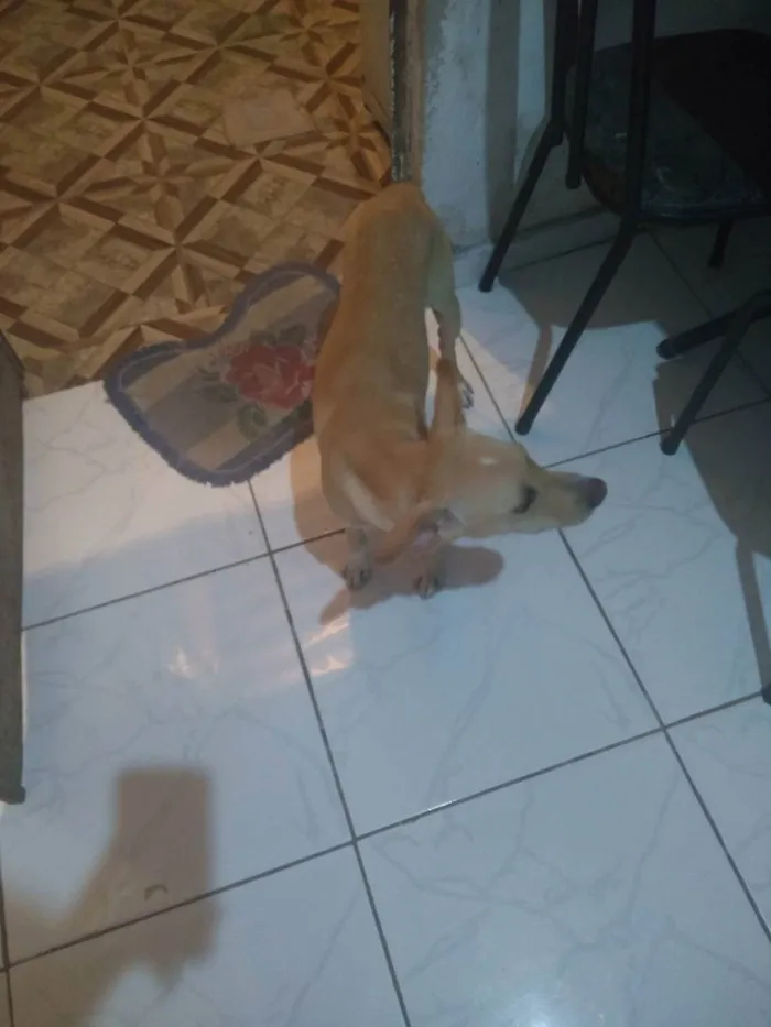 Cachorro ra a Labrador  idade 7 a 11 meses nome Pipo