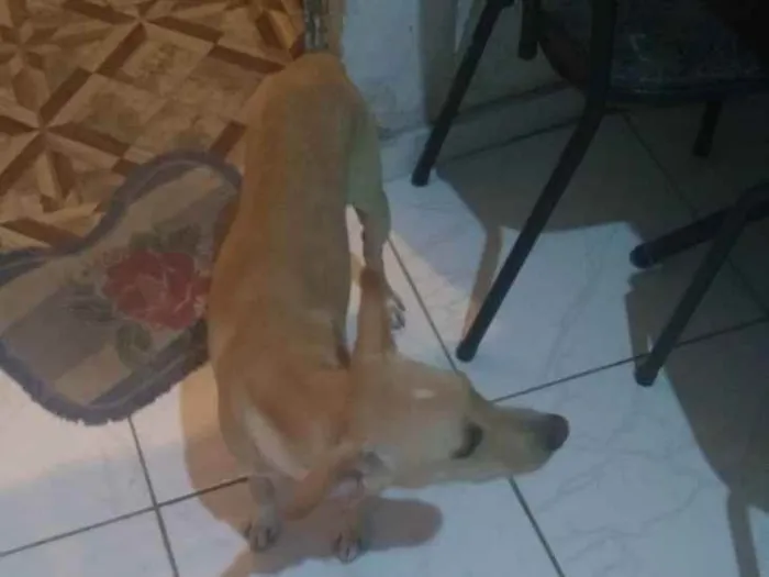 Cachorro ra a Labrador  idade 7 a 11 meses nome Pipo