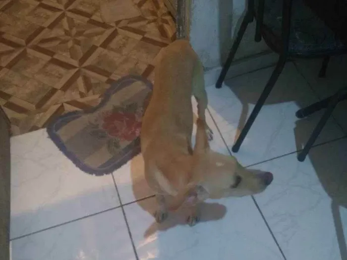 Cachorro ra a Labrador  idade 7 a 11 meses nome Pipo