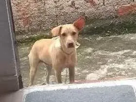 Cachorro ra a Labrador  idade 7 a 11 meses nome Pipo