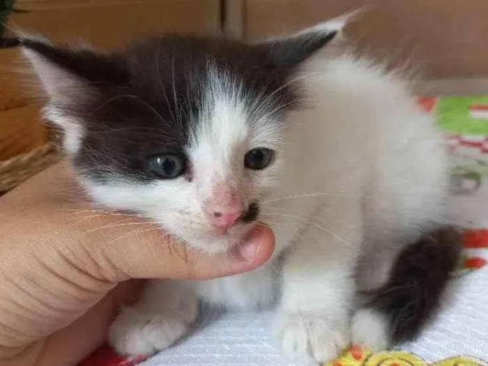 Gato ra a Vira lata idade Abaixo de 2 meses nome Sem nome