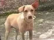 Cachorro ra a Labrador  idade 7 a 11 meses nome Pipo