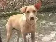 Cachorro ra a Labrador  idade 7 a 11 meses nome Pipo 