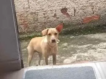 Cachorro ra a Labrador  idade 7 a 11 meses nome Pipo