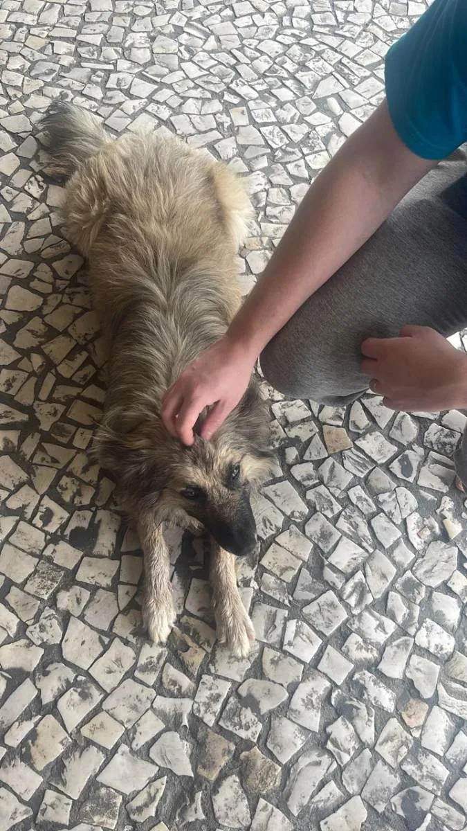 Cachorro ra a Mistura de Pastor Alemão  idade 2 anos nome Não sei