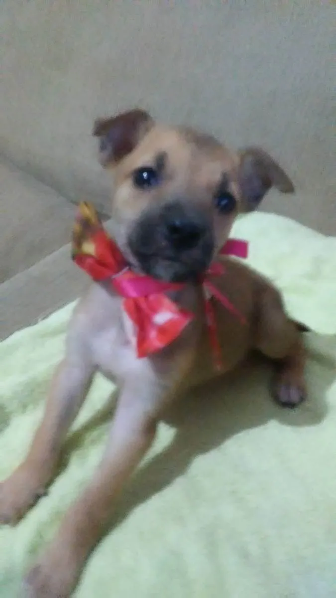 Cachorro ra a Comum idade 2 a 6 meses nome Pitucha