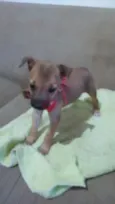 Pitucha