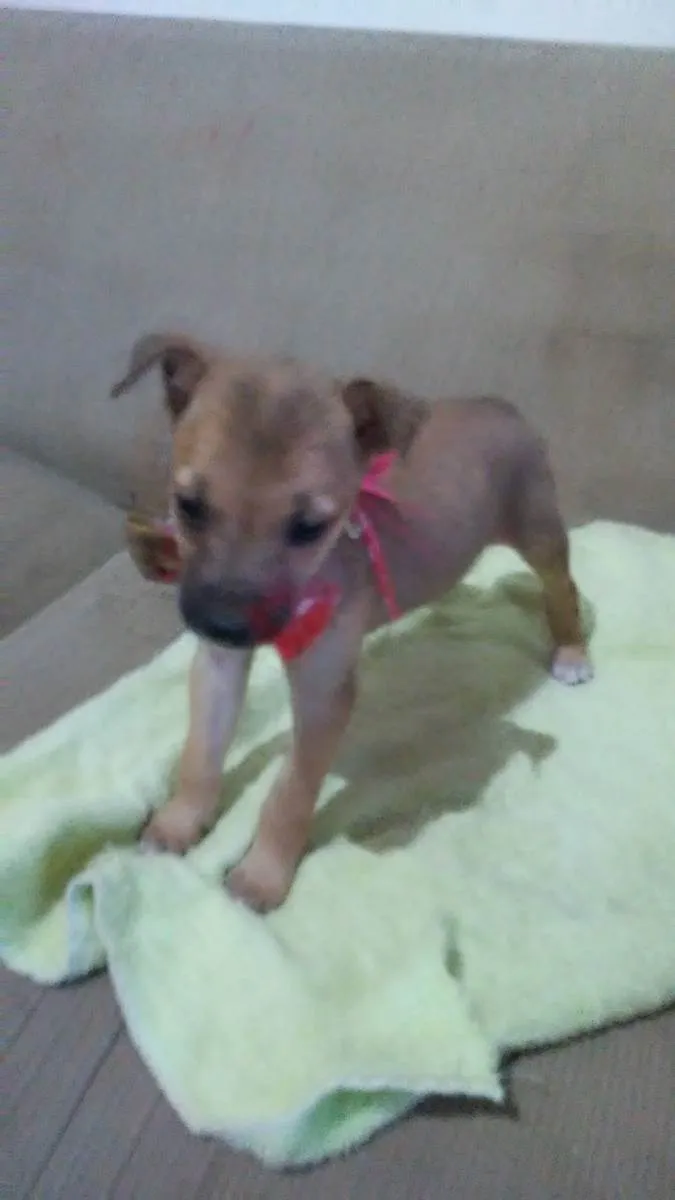 Cachorro ra a Comum idade 2 a 6 meses nome Pitucha