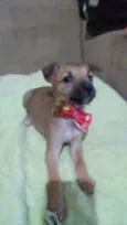 Pitucha
