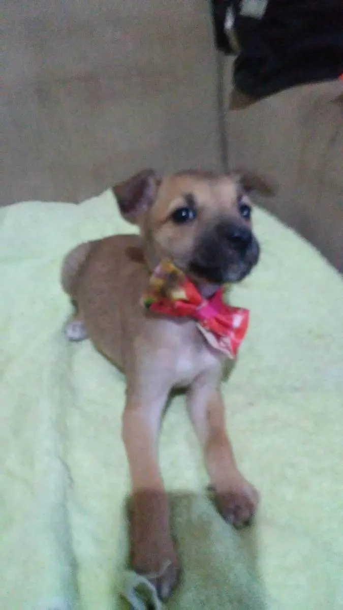Cachorro ra a Comum idade 2 a 6 meses nome Pitucha