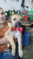 Pitucha