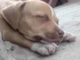 Pit