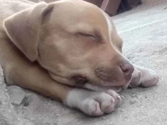 Cachorro ra a Pitbull  idade 2 a 6 meses nome Pit