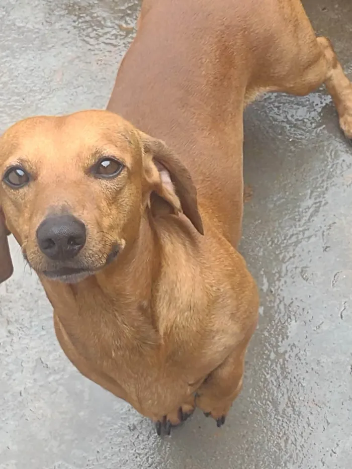 Cachorro ra a Bace idade 2 anos nome Tor