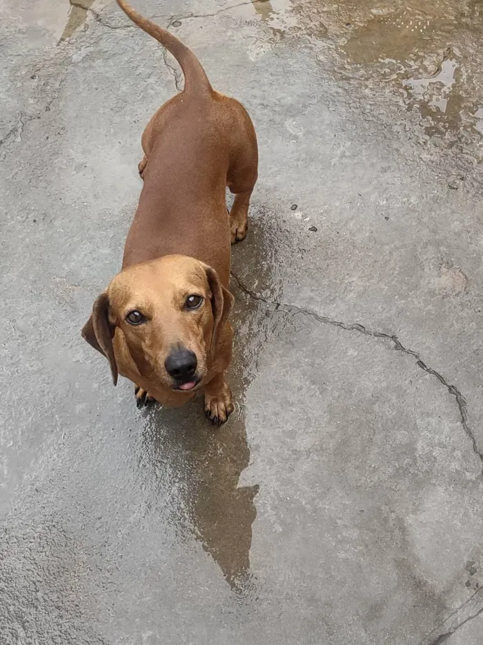 Cachorro ra a Bace idade 2 anos nome Tor
